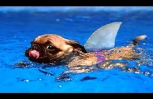 Funny Dogs Swimming in Pool Compilation
