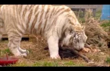 Białe tygrysy celebrują swoje pierwsze urodziny. Dostały np tort z mrożonej krwi