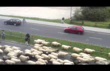 Takie miłe przejście owiec przez Nowy Targ