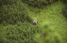 "W Tatrach grasują na wolności dzikie niedźwiedzie" - turysta skarży się TPN