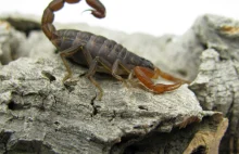 Skorpion feministka – Lychas tricarinatus (ex. sp. Indie) – Okiem...