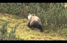 Niedźwiedź sfilmowany w polskich Tatrach. Niezwykle rzadki widok.