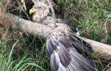 Postrzelili bielika z broni palnej. Leśnicy uratowali mu życie