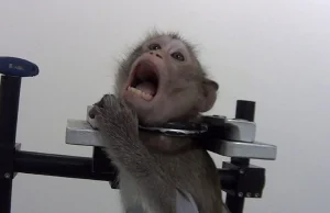 Małpy krzyczące z bólu. Szokujące nagrania z laboratorium w Niemczech...