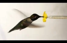 Co się stanie gdy umieścisz kolibra w tunelu aerodynamicznym?