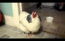 Sneezing chicken