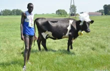 Kenijczyk przybiegł pierwszy do mety i wygrał krowę