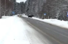 W Karelii łoś przeszedł przez drogę zgodnie z przepisami o ruchu drogowym
