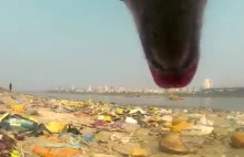2 minutowe video ukazujące jak trudne jest życie bezpańskich psów.