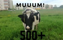 Nie ma 1000 zł dla nauczycieli. Jest 500+ na krowę!