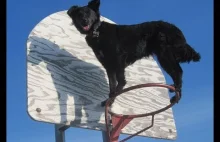 Pieseł parkour