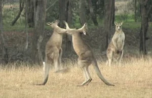 Bojowo nastawione kangury atakują!