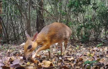 Po 30 latach zaobserwowano kanczyla w środowisku naturalnym