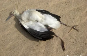 Tysiące zabitych ptaków na liniach energetycznych