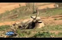 Upadające kozy- fainting goats