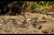 We Włoszech odnaleziono węża, który służył jako broń starożytnym Grekom