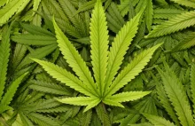 Legalizacja marihuany nie powoduje wzrostu jej użycia wśród nastolatków.