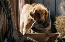 PETA nawołuje do bojkotu produkcji Był sobie pies