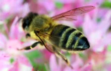 WSCHOWA: Tajemnicza śmierć ok. 5 mln pszczół w Pasiekach w Przyczynie...