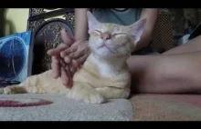 Masaż kotka