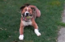 Pies bez oczu aportuje piłkę