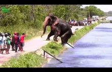 Tłum ratuje słonia czym popadnie