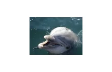 Delfiny używają muszli do łapania ryb
