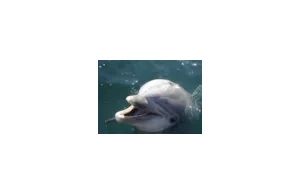 Delfiny używają muszli do łapania ryb