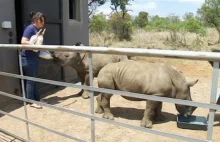 Dom dla osieroconych nosorożców. To łamie serce, jak słyszysz, że wołają matkę.
