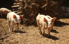 Największy producent wieprzowiny na świecie zajmie się przeszczepami?
