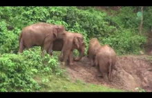 Słoń pomaga dziecku wspiąć się z brzegu rzeki
