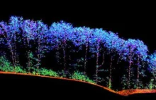 Skanowanie lasów za pomocą lasera pomoże zbadać stan zdrowia roślin