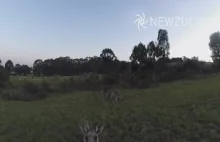 Kangur strącił lecącego drona