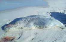 Kolejna martwa foka nad Bałtykiem. Została zabita