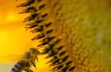 Wiemy, jak pestycydy zabijają pszczoły