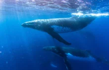 Niesamowite odgłosy wielorybów, orek, delfinów. Ciary.