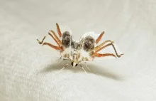 Nowo odkryty gatunek ćmy stosuje mimikrę upodabniającą ją do pająka