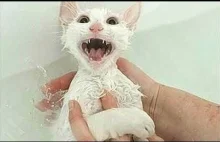 Te koty nie chcą być kąpane
