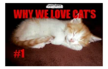 WHY WE LOVE CAT'S #1