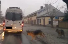 Psy pożerają samochody!