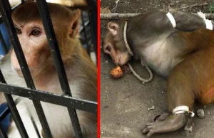 W Indiach aresztowano małpę za kradzież i zakłócanie porządku publicznego!