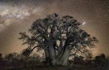 Diamentowe noce i gwiezdne drzewa z Afryki