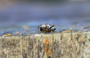 Francja jako pierwsza zakazuje stosowania pestycydów w celu ratowania pszczół.