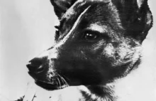 60 lat temu wystrzelono Sputnika 2 z psem Łajką