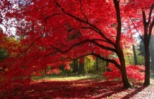 Najpiękniejsze kolory jesieni - Arboretum w Rogowie w