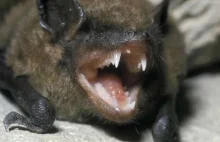 Ciekawski nietoperz gotów do ataku lub pracy - Bat Attack in work