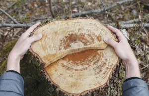 Koniec lex Szyszko: Wycinka drzew na nowych zasadach