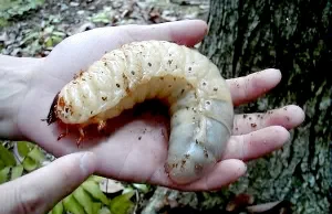 Jedna z największych larw świata i rohatyniec,chrząszcz, który z niej powstaje.