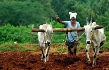 Monsanto traci miliony bo indyjscy rolnicy wracają do naturalnych nasion