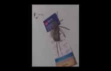 Wielki pająk ze swoją zdobyczą (ostrzegam osoby z arachnofobią)